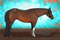 Horse Color:Bay 