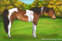 Horse Color:Buckskin Tobiano 