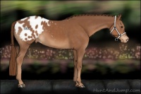 Horse Color:Chestnut Appaloosa 