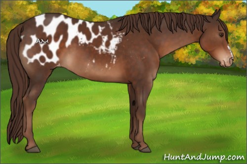 Horse Color:Liver Chestnut Appaloosa 