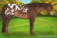 Horse Color:Liver Chestnut Appaloosa 
