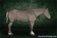 Horse Color:Silver Grullo Sabino Varnish