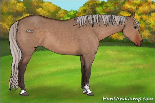 Horse Color:Silver Brown Dun Sabino 