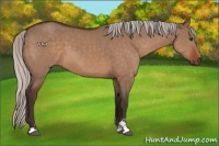Horse Color:Silver Brown Dun Sabino