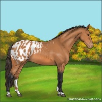 Horse Color:Bay Appaloosa 