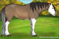 Horse Color:Brown Dun Splash