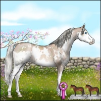 Horse Color:White Spotted Liver Chestnut Pearl Sabino Splash 