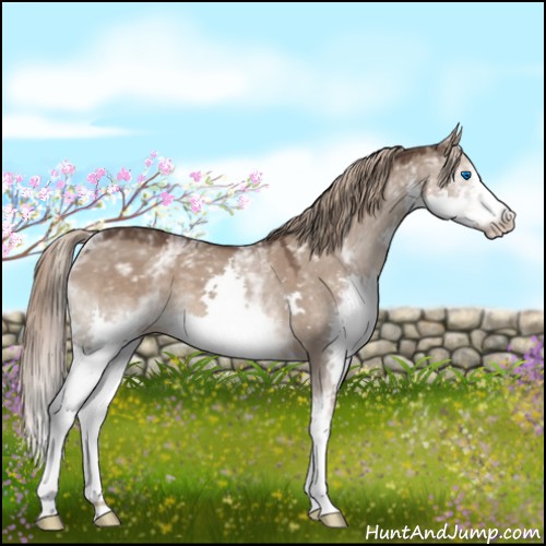 Horse Color:White Spotted Liver Red Dun Splash
