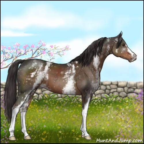 Horse Color:White Spotted Liver Chestnut 