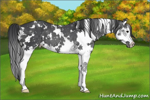 Horse Color:White Spotted Black Splash