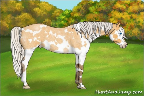 Horse Color:ERROR: UNKNOWN ANOMALY