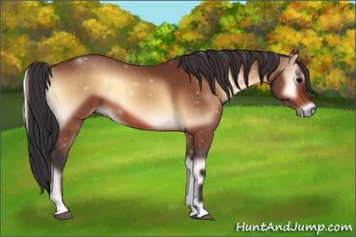 Horse Color:Bay Onyx 