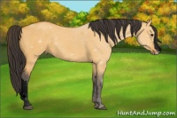 Horse Color:Void Buckskin Dun