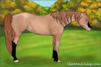 Horse Color:Void Gold Champagne Appaloosa 