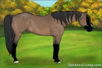 Horse Color:Void Brown Dun Sabino Splash 