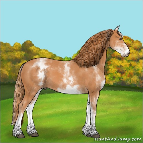 Horse Color:White Spotted Chestnut 