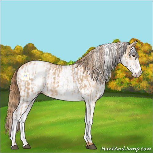 Horse Color:White Spotted Red Dun  and White Spotted Red Dun 
