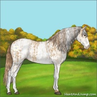 Horse Color:White Spotted Red Dun  and White Spotted Red Dun 