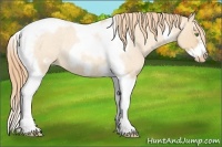 Horse Color:Gold Champagne Roan Dun Splash Tobiano Frame Varnish Rabicano