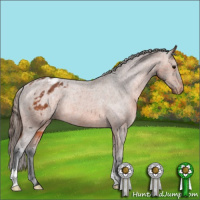 Horse Color:Bay Appaloosa Rabicano 