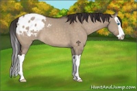Horse Color:Brown Dun Splash Appaloosa