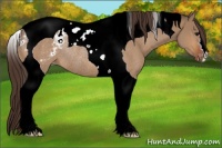 Horse Color:Bay Dun Tobiano Appaloosa Rabicano 