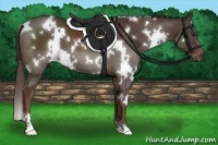 Horse Color:White Spotted Liver Chestnut 