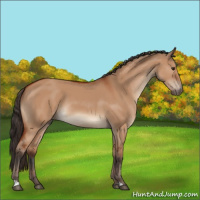 Horse Color:Bay Dun