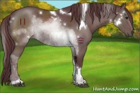 Horse Color:White Spotted Chocolate Black Tobiano