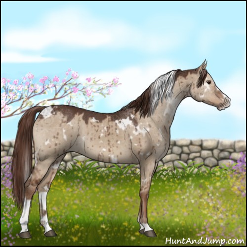 Horse Color:White Spotted Liver Red Dun Sabino Brindle 
