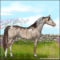 Horse Color:White Spotted Liver Red Dun Sabino Brindle 