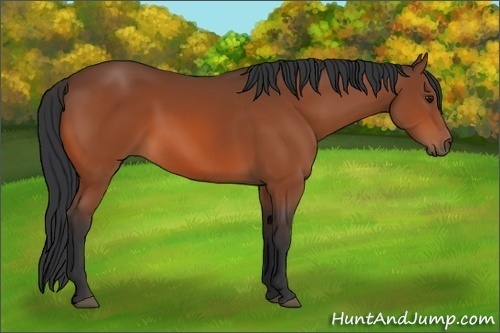 Horse Color:Bay Rabicano 