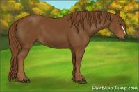 Horse Color:Gray Chestnut 