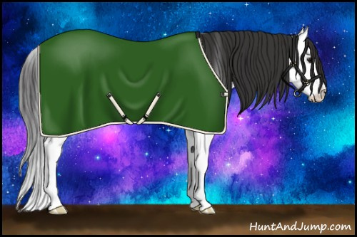 Horse Color:Bay Splash Appaloosa 