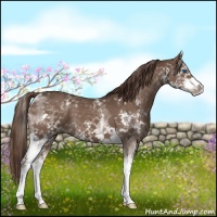 Horse Color:White Spotted Liver Chestnut Splash 