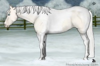 Horse Color:Silver Perlino Dun Tobiano