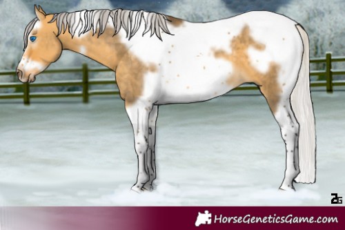Horse Color:Silver Buckskin Dun Splash Tobiano Frame 