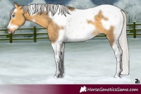 Horse Color:Silver Buckskin Dun Splash Tobiano Frame 