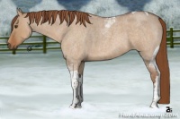 Horse Color:Red Dun Roan Tobiano 