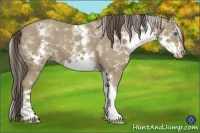 Horse Color:White Spotted Classic Cream Champagne Splash Frame