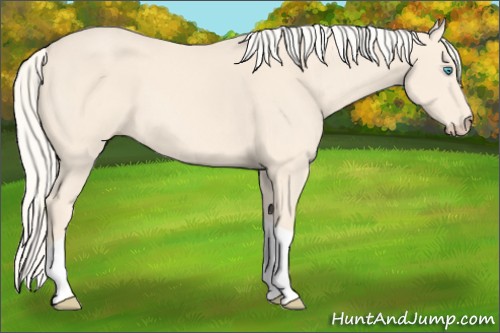 Horse Color:Cremello Tobiano 
