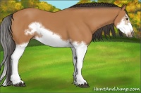 Horse Color:Bay Splash Frame