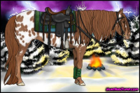 Horse Color:Chestnut Appaloosa