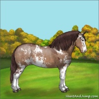Horse Color:Chocolate Brown Dun Sabino 