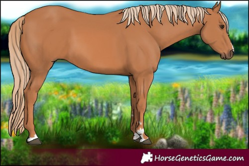 Horse Color:Chestnut 