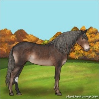 Horse Color:Liver Chestnut Mushroom 