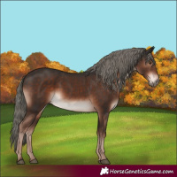 Horse Color:Liver Chestnut Mushroom 