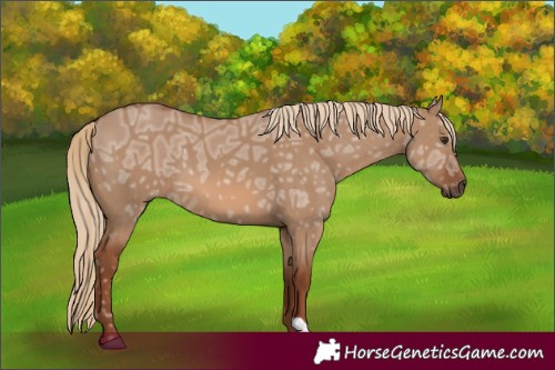 Horse Color:Red Dun Ice 