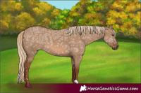 Horse Color:Red Dun Ice 
