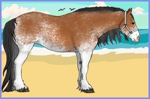 Horse Color:White Spotted Bay 